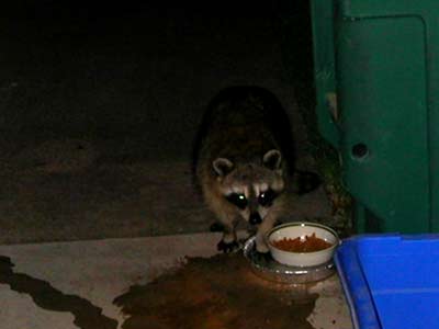 raccoon.jpg