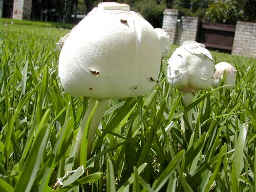 shrooms.jpg